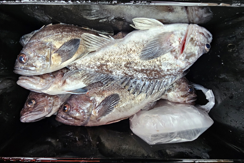 뉴신정호 조황갤러리입니다.