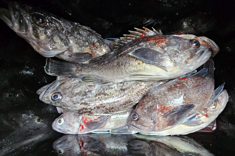 뉴신정호 조황갤러리입니다.