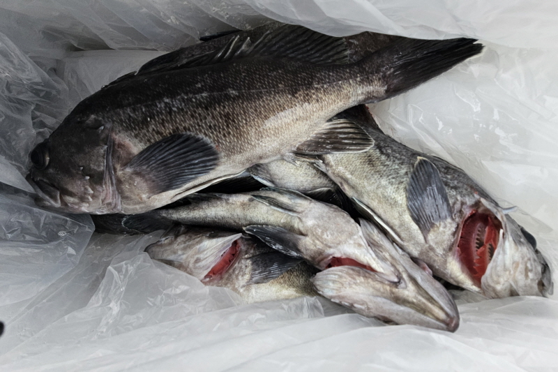 뉴신정호 조황갤러리입니다.