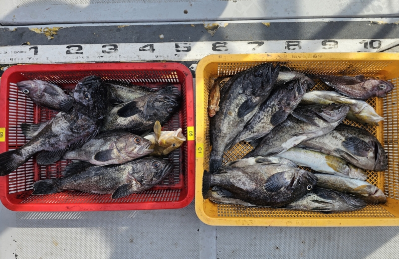 뉴신정호 조황갤러리입니다.
